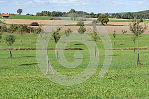 Young orchard meadow in front of blue sky in Bavaria in Unterallgaeu Germany. Young different trees