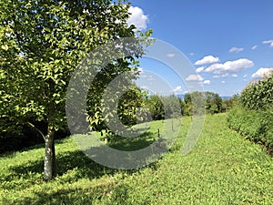 Young orchards and agricultural fields in the Pozega Basin