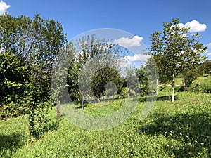 Young orchards and agricultural fields in the Pozega Basin