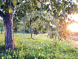 Young orchards and agricultural fields in the Pozega Basin