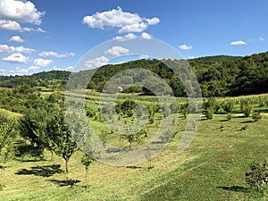 Young orchards and agricultural fields in the Pozega Basin