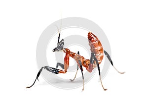 Young orchid mantis, Hymenopus coronatus