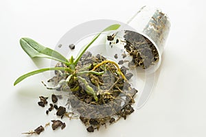 Young Orchid phalaenopsis planting, soil, root and pine cork on wooden background