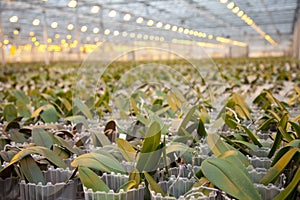 Young orchid plants in glass house