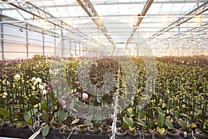 Young orchid plants in glass house
