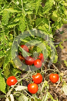 Young organic cherry tomatoes