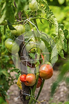 Young organic cherry tomatoes