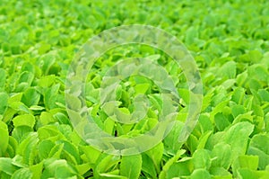 Young organic Chinese cabbage garden, agriculure and food concept - selective focus