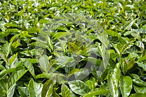 Young organic coffee plants - Coffea
