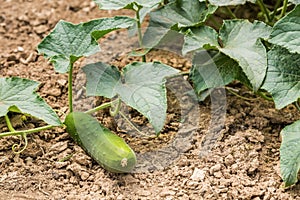 Young organic cucumber