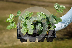 Young organic strawberry plants prepared to be planted on the garden