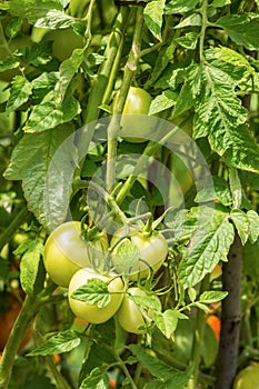 Young organic tomatoes