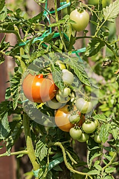 Young organic tomatoes