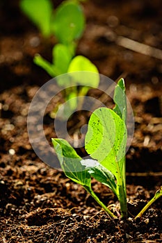 Young organic vegetables