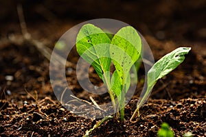 Young organic vegetables