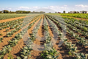 Young organically grown Brussels sprout plants on a sunny day