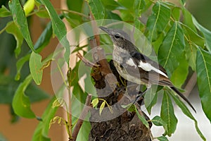 Young Oriental Magpie Robin  perching on Longan tree branch