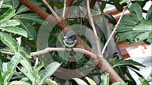 Young Oriental Magpie Robin Preening on the Tree after Rains