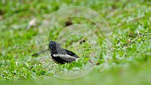 Young oriental magpie-robin resting on the floor