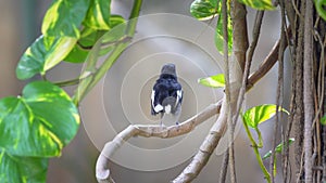 Young oriental magpie robin waiting parent feeding.