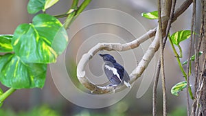 Young oriental magpie robin waiting parent feeding