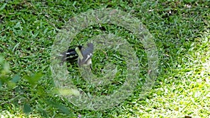 Young oriental magpie-robin was fed by mother