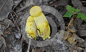 Young Ornate-stalked or Goldstalk Bolete Mushrooms photo