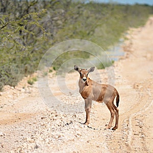 Young oryx antelope