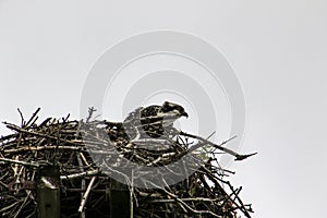 A young osprey sitting in a nest