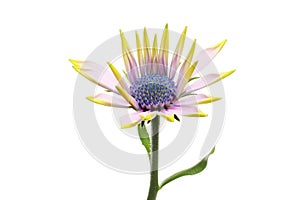 Young osteospermum flower