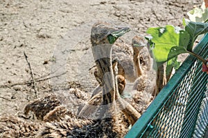 Young ostriches behind the fence.