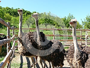 Young ostriches on a farm photo