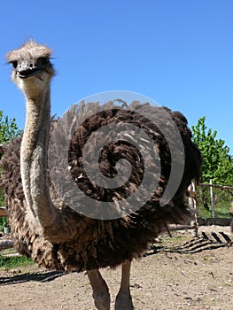 Young ostriches on a farm photo