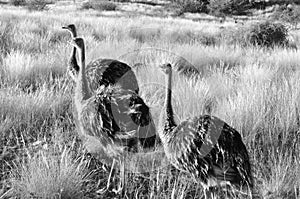 Young ostriches at the Lake Oanob Resort in Namibia