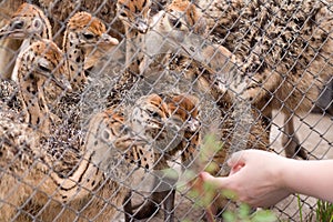 Young ostriches