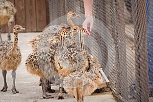 Young ostriches