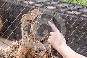 Young ostriches