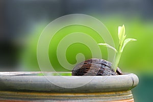 Young othalanga sprout seed