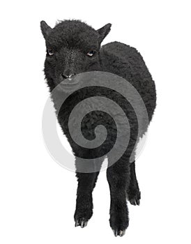 Young Ouessant ram (1 month old)