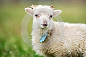 Young ouessant sheep or lamb with blue tag around neck, grazing on green spring meadow, closeup detail