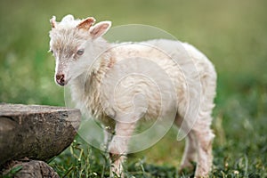 Young ouessant sheep or lamb, closeup detail on head, blurred green meadow background, wooden bench near