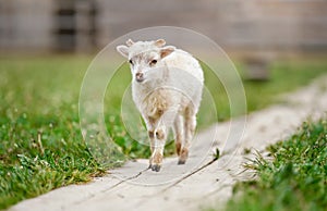 Young ouessant sheep or lamb, walking on wooden board near spring meadow