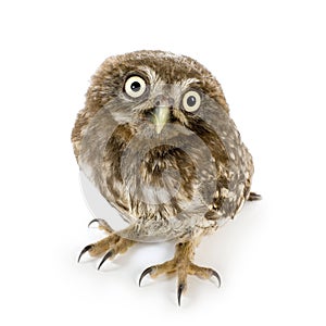 Young owl (4 weeks)
