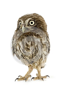 Young owl (4 weeks)