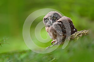 Young owl in forest. Owl in green vegetation habitat. Boreal owl, Aegolius funereus, sitting on larch tree trunk with clear green