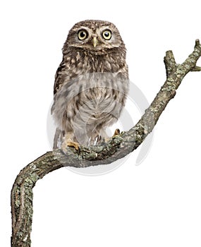 Young owl perching on branch