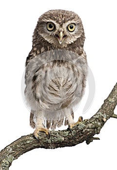 Young owl perching on branch photo