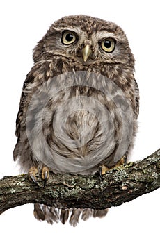 Young owl perching on branch photo