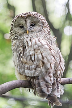 Young owl perching on branch.