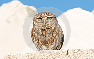 young owl sits on a construction site at home